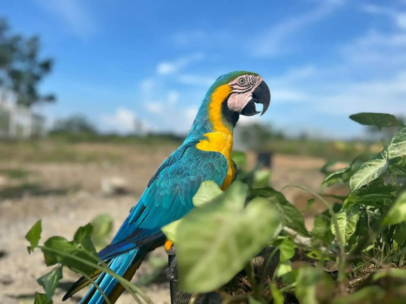 Guacamaya azul y amarilla cerca de Necoclí